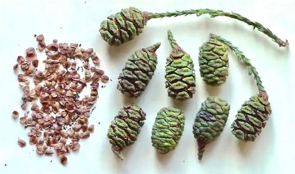 △ 海岸红杉的果子和种子