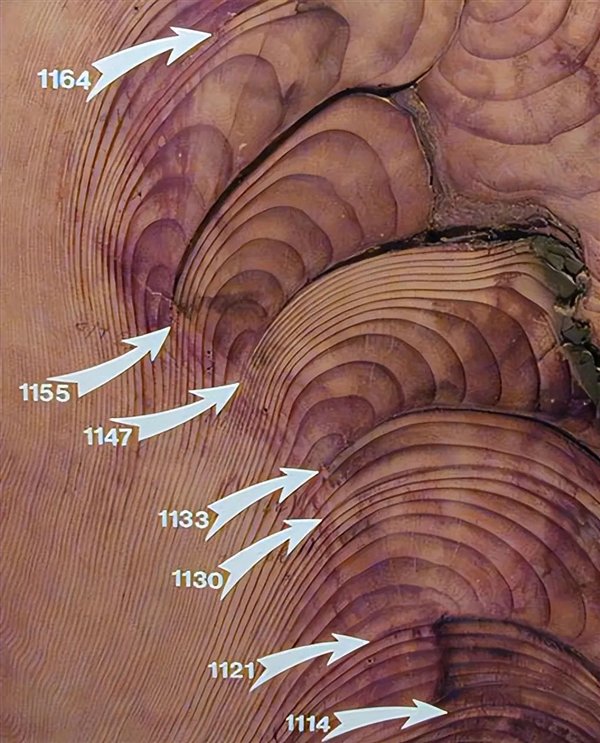 △ 海岸红杉的焚烧痕迹在年轮中体现