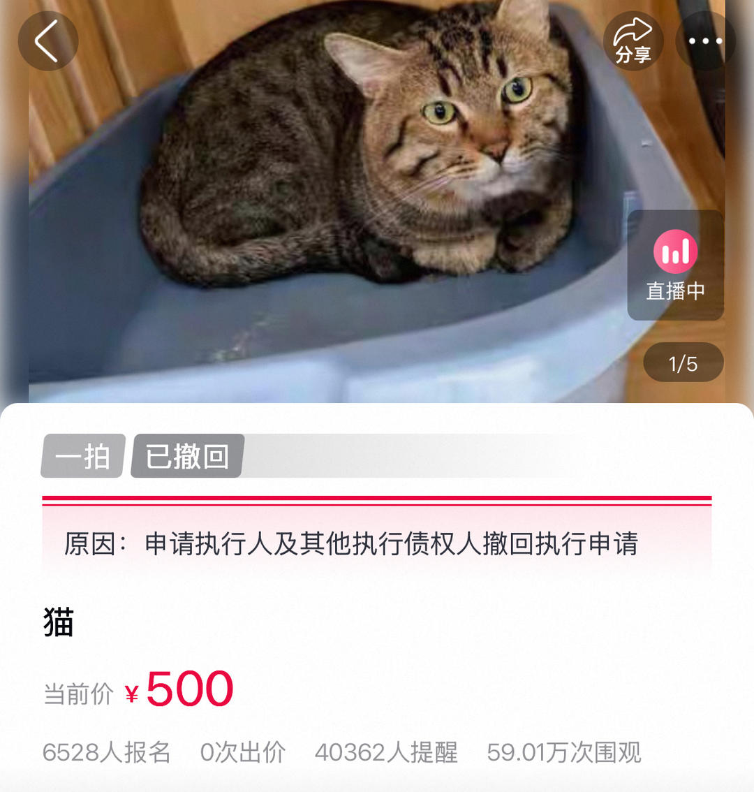 “卖身”抵债狸花猫拍卖被撤回,曾有6528人报名 工作人员:债权人撤回执行申请