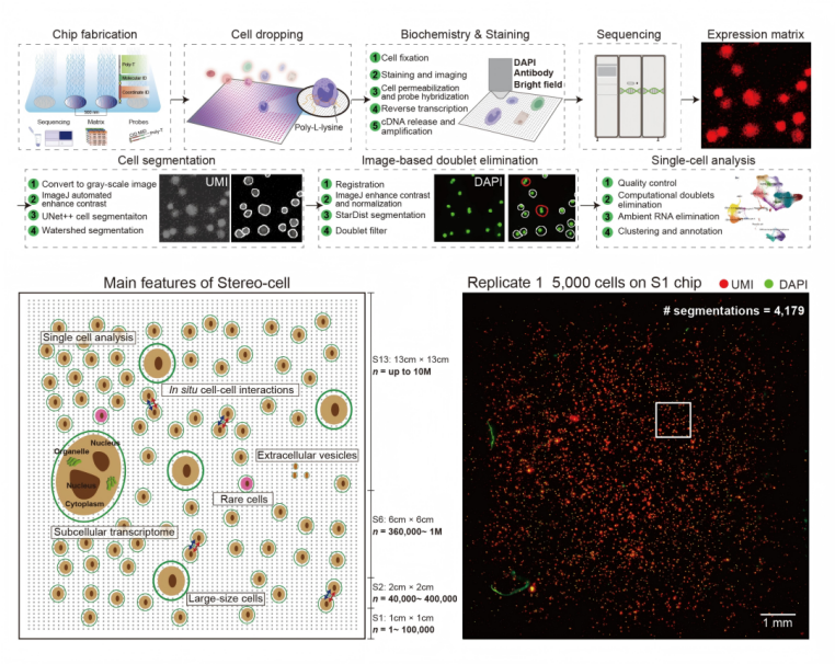 Stereo-cell 基于 DNA 纳米球芯片建立实验流程，实现宽幅细胞投入通量