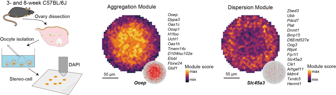 Stereo-cell 可精准解析卵母细胞等大细胞的胞内调控