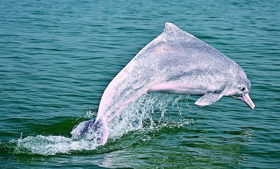 中华白海豚在广西三娘湾附近海域跃出海面。新华社发
