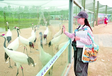 在江苏盐城湿地珍禽国家级自然保护区，工作人员查看丹顶鹤。新华社发
