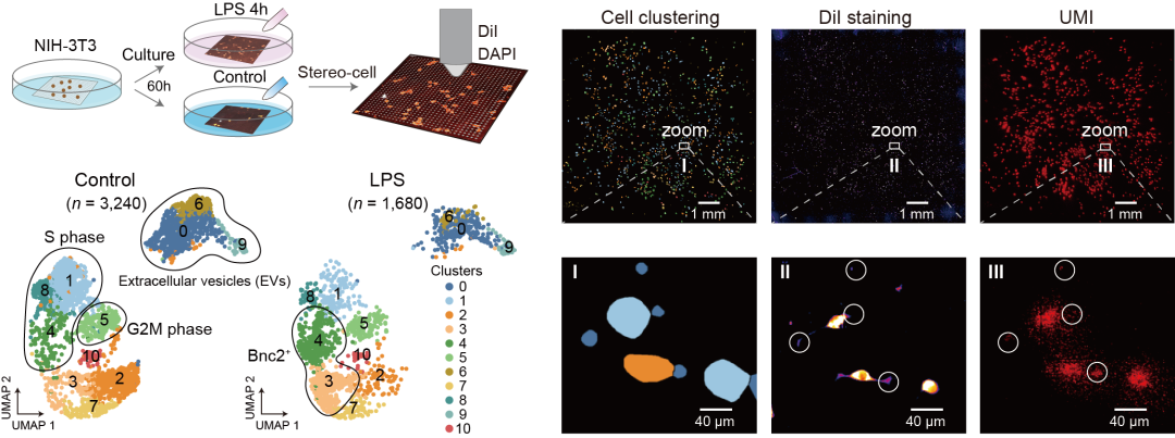Stereo-cell 可实现培养细胞的原位测序