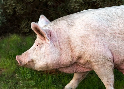 猪大脑和身体分离 中国科学家让“死亡”50分钟猪脑“复活”