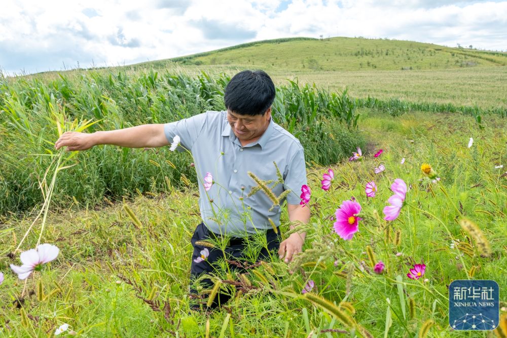 ↑8月23日，内蒙古呼伦贝尔市阿荣旗六合镇，孙福贵在“红军岗”上打理他为烈士墓园种植的格桑花。新华社记者 马金瑞 摄
