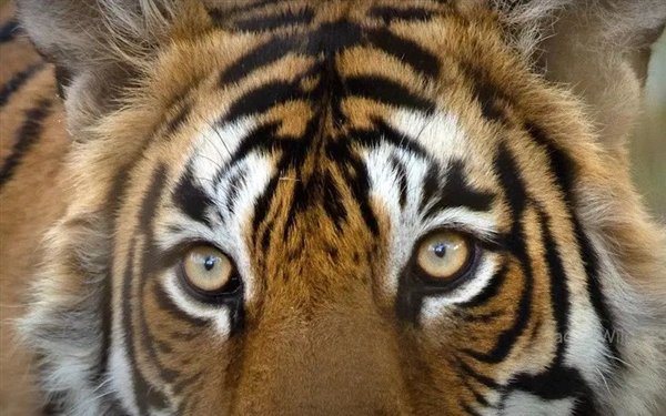 瘦成皮包骨头 死前5天还能猎杀鳄鱼！传奇虎王“箭头”去世-百货之家