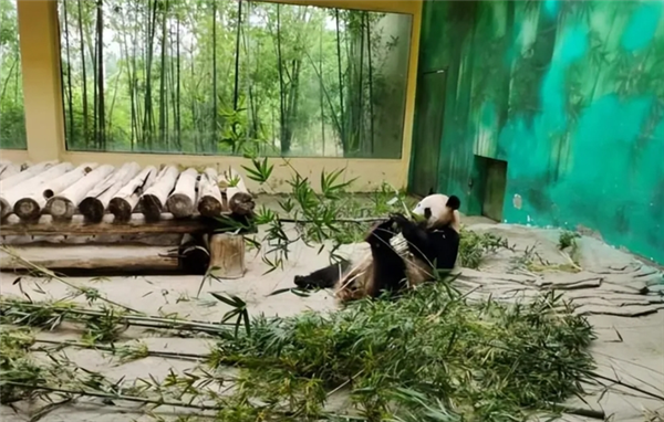 △ 我在动物园拍的大熊猫