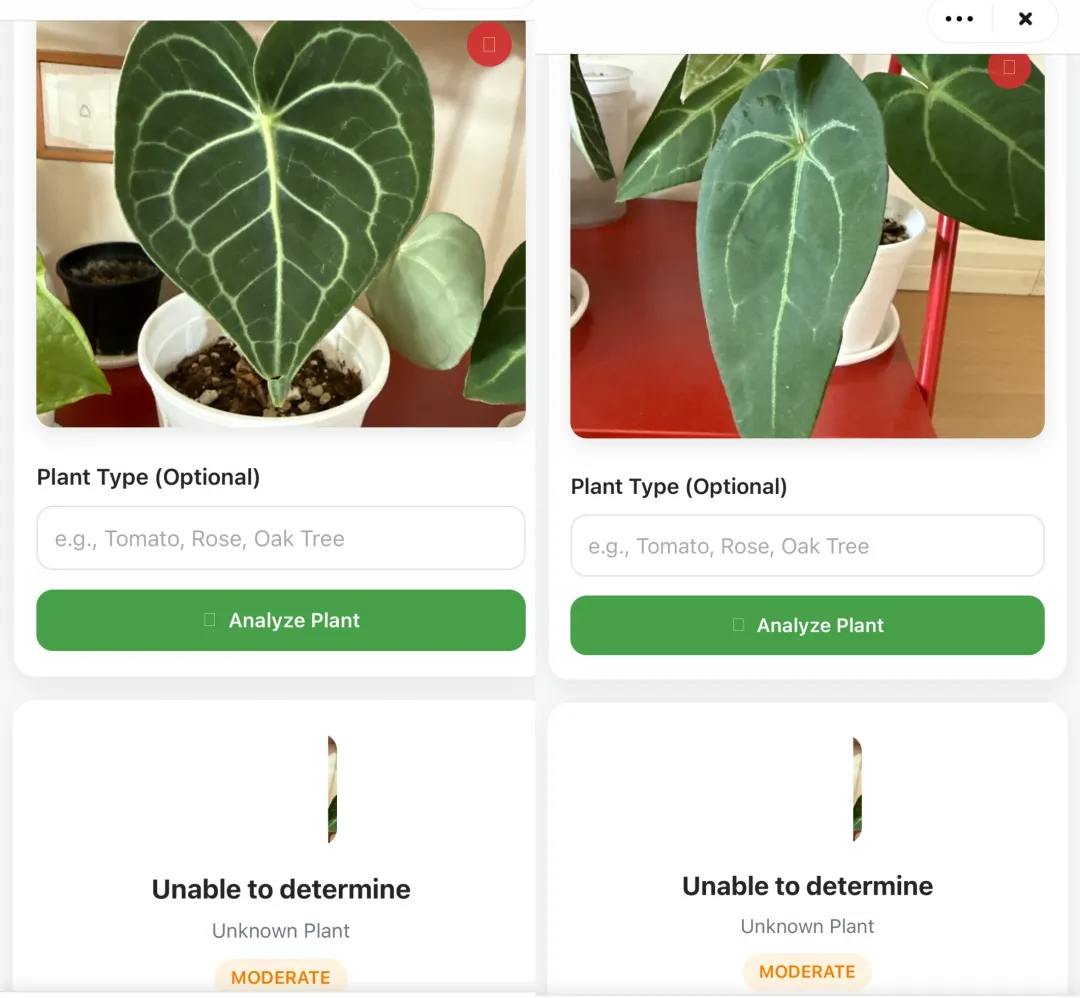 三株植物，识别失败两株｜图片来源：极客公园
