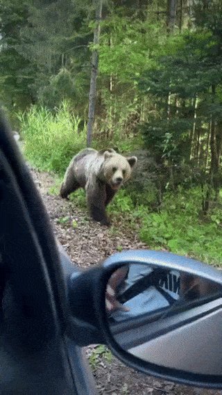 △ 看看这只棕熊多会伪装