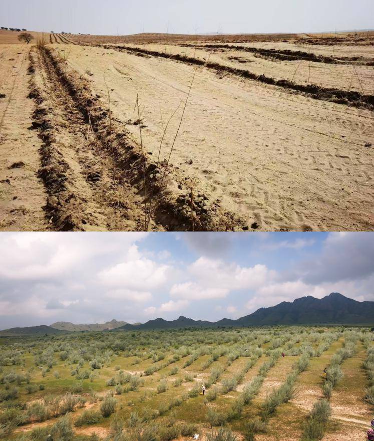 图注：2019年对比2025年，位于内蒙古科右中旗的蚂蚁森林464号林