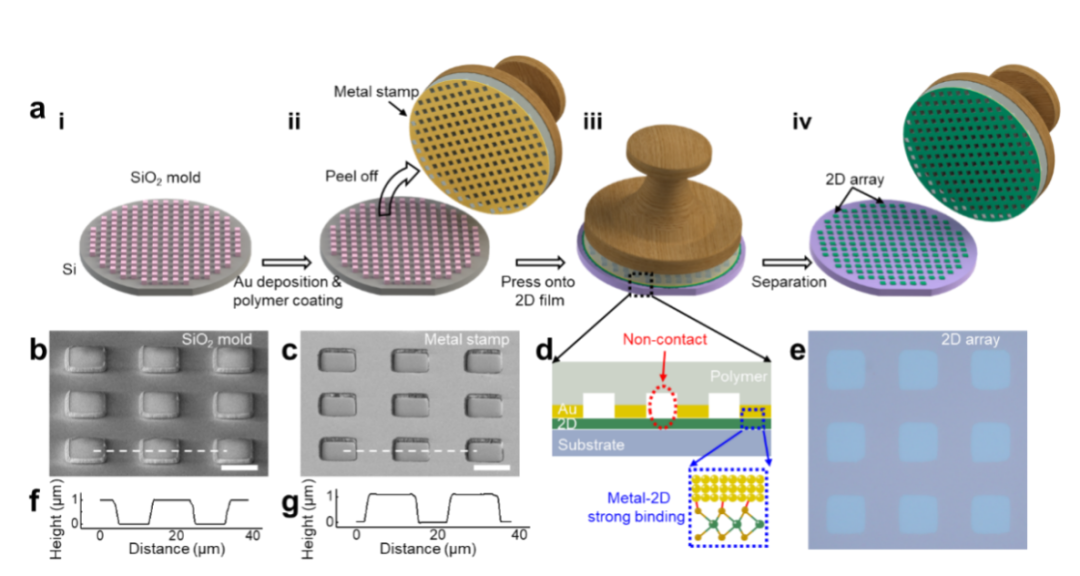 图丨晶圆级二维材料的印章压印过程示意图（来源：Nature Electronics）
