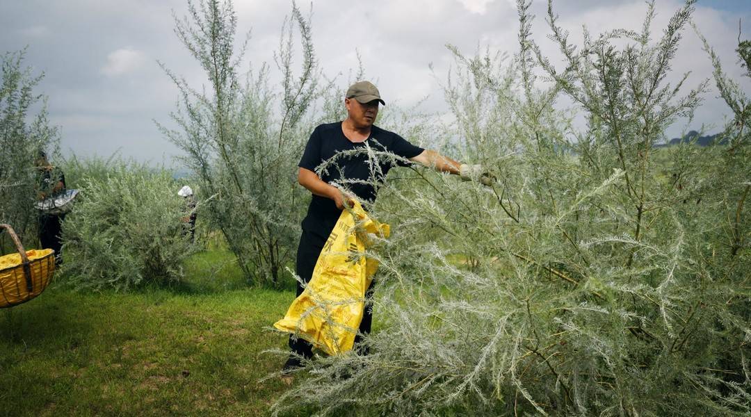 图注：陈金海和乡亲们采摘柠条籽
