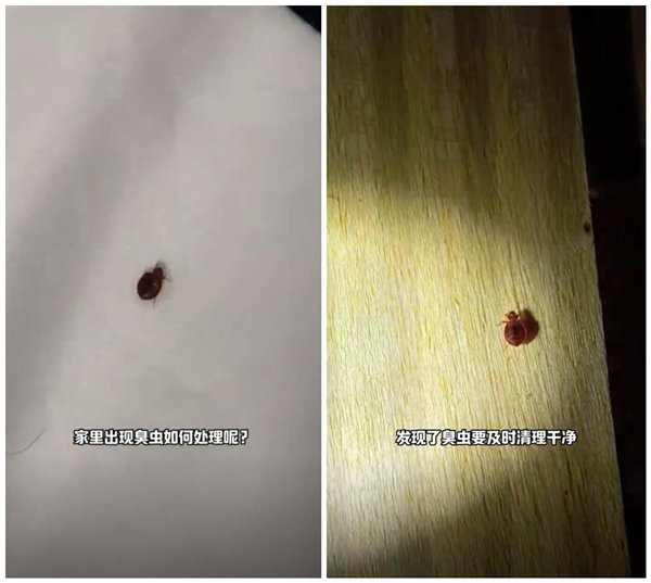 几乎绝迹的床虱又出现了：多名网友被咬