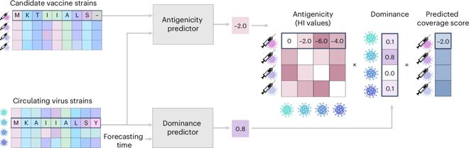 图 | VaxSeer 采用双轨模型来预测覆盖分数