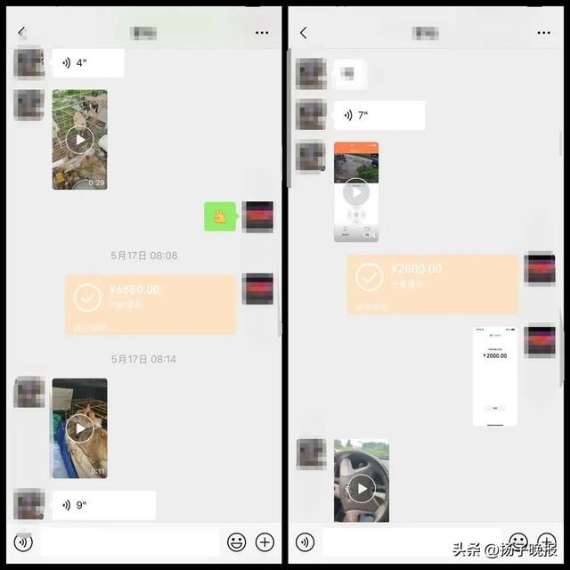 pm9000怎么看稀有“黄金下司犬”死于700公里顺风车托运，狗主人索赔9000元，平台：不建议托运宠物，已限制涉事车主接单_https://www.jmylbn.com_新闻资讯_第3张