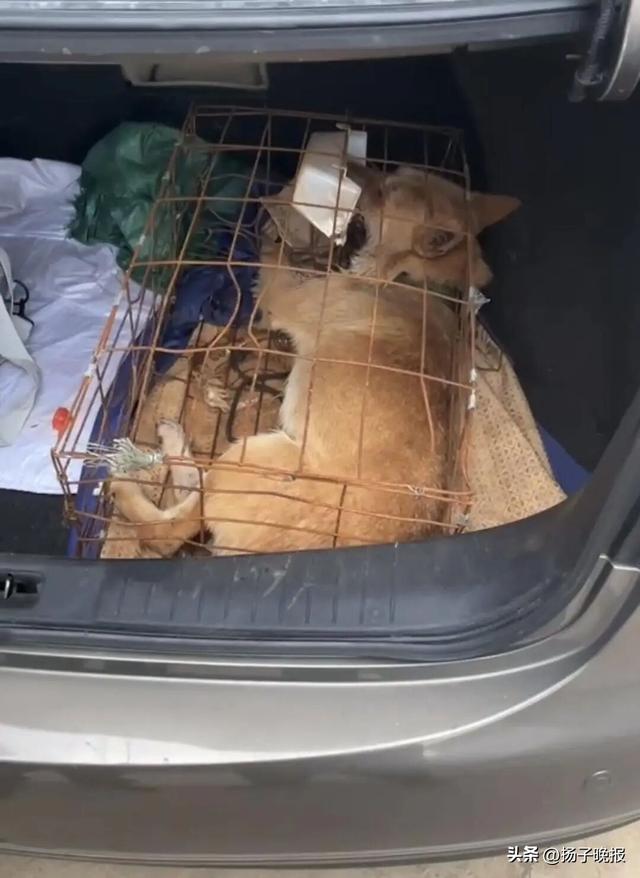 pm9000怎么看稀有“黄金下司犬”死于700公里顺风车托运，狗主人索赔9000元，平台：不建议托运宠物，已限制涉事车主接单_https://www.jmylbn.com_新闻资讯_第2张