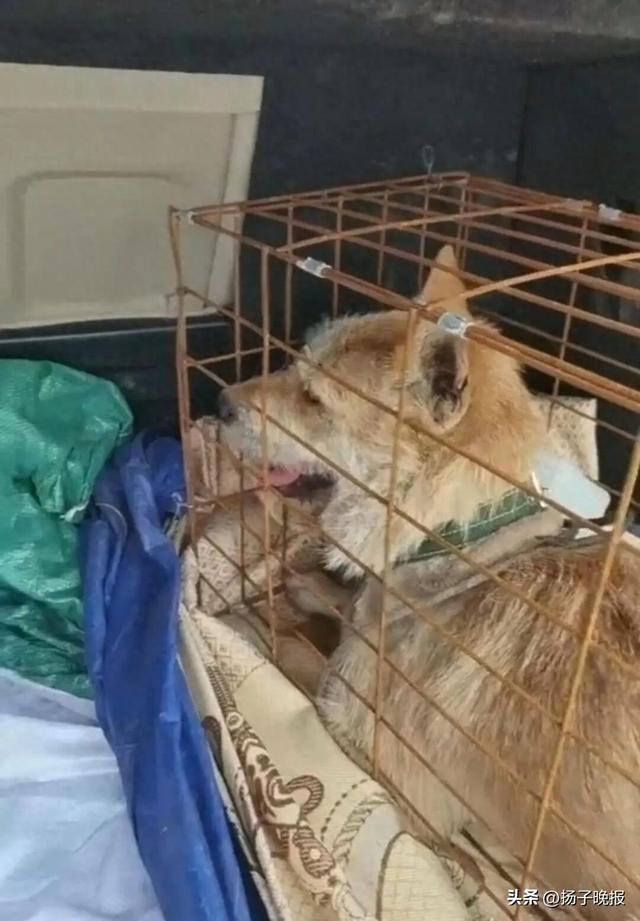 pm9000怎么看稀有“黄金下司犬”死于700公里顺风车托运，狗主人索赔9000元，平台：不建议托运宠物，已限制涉事车主接单_https://www.jmylbn.com_新闻资讯_第1张