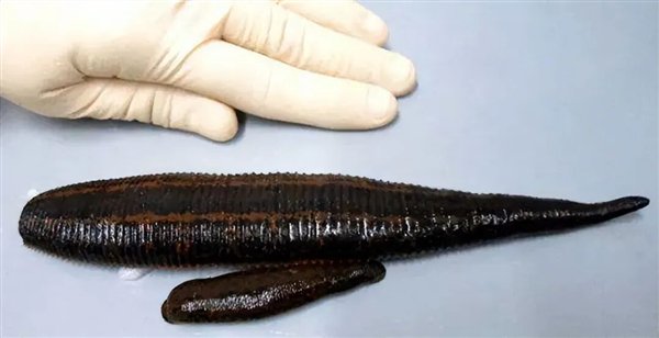 △ 吸饱血的水蛭，身体膨胀数倍