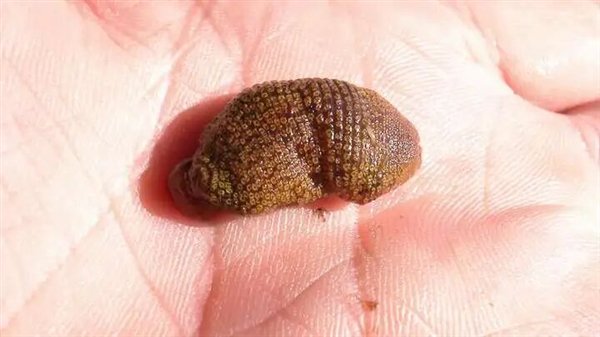 △ 这种水蛭叫Placobdelloides jaegerskioeldi（河马水蛭），它们专门寄生在河马的pp中