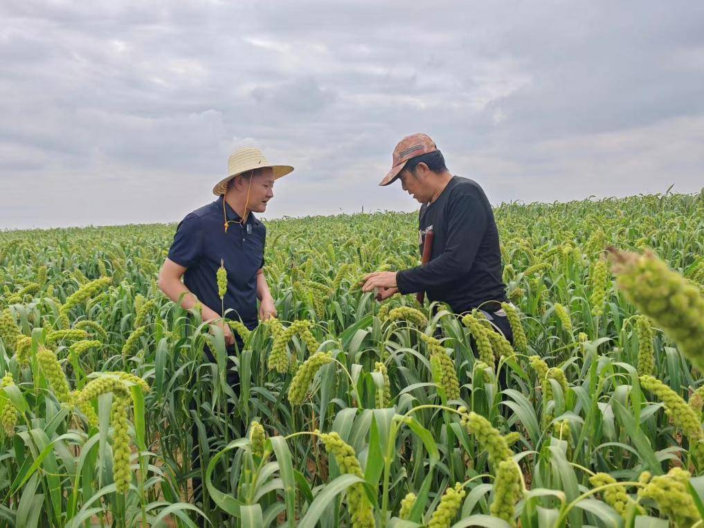 ▲9月初，陕西米脂小米即将进入采收季。张洪滔|摄