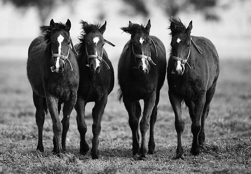 图片来源：Agustin Marcarian/Reuters