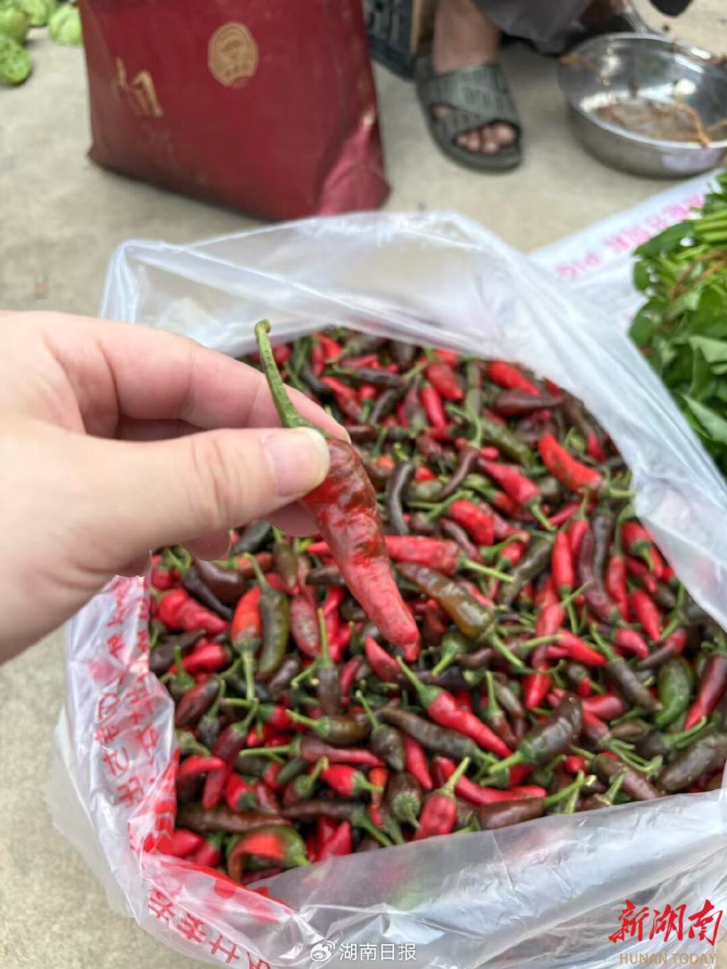 地方立法撑起产业“保护伞” 樟树港辣椒拟扩种来突围？|樟树港辣椒保护条例_新浪财经_新浪网