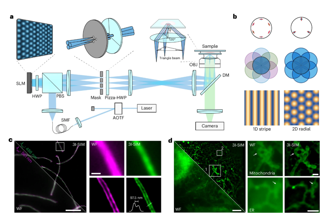 图丨3I-SIM 的原理与成像能力表征（来源：Nature Photonics）