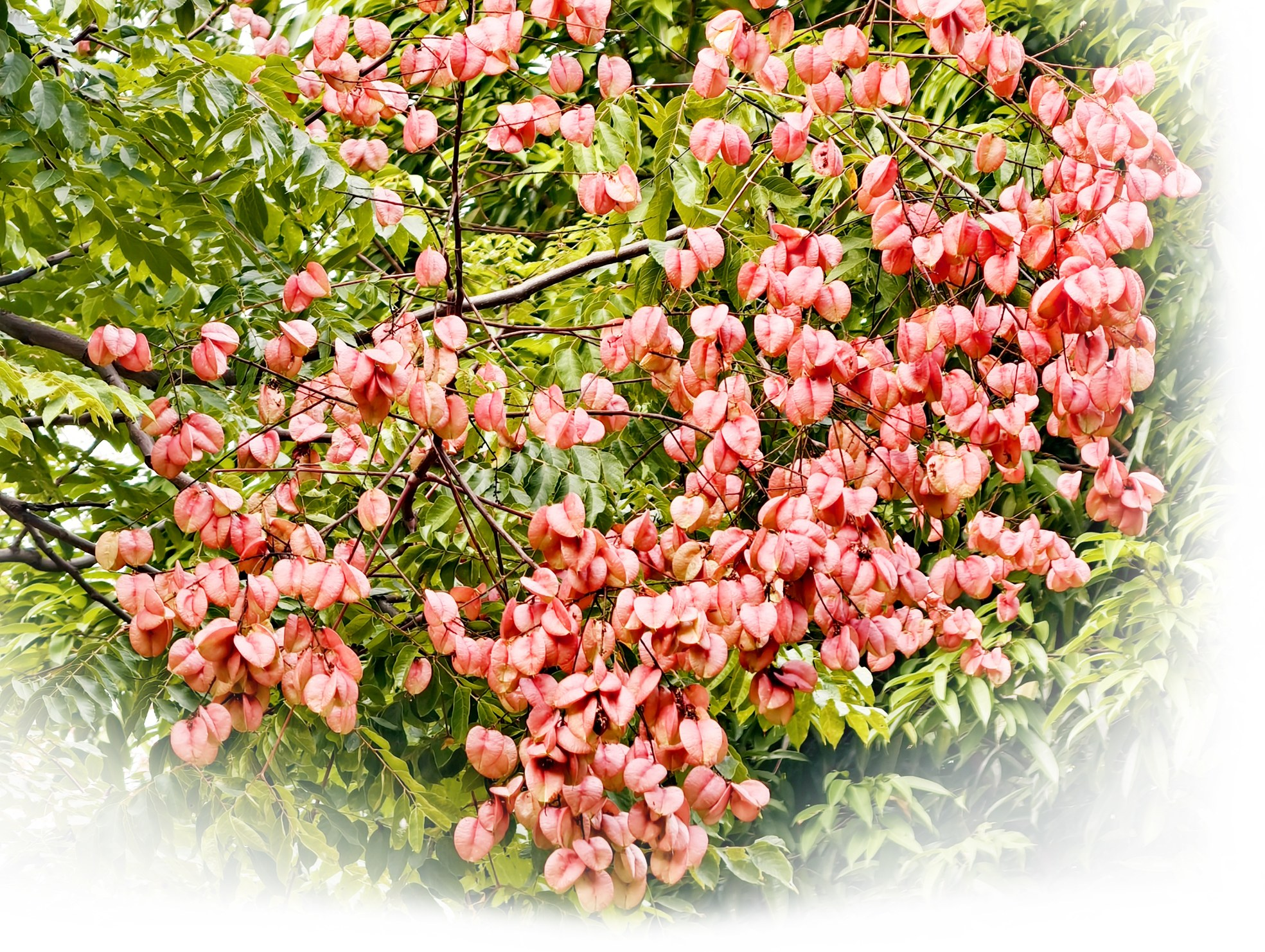 花谢果成 栾树美|栾树_新浪财经_新浪网