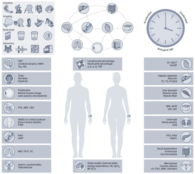 肖惠敏说抗衰老:Nature Aging:中国科学家提出构建人类衰老时钟的系统框架|中国科学家_新浪财经_新浪网