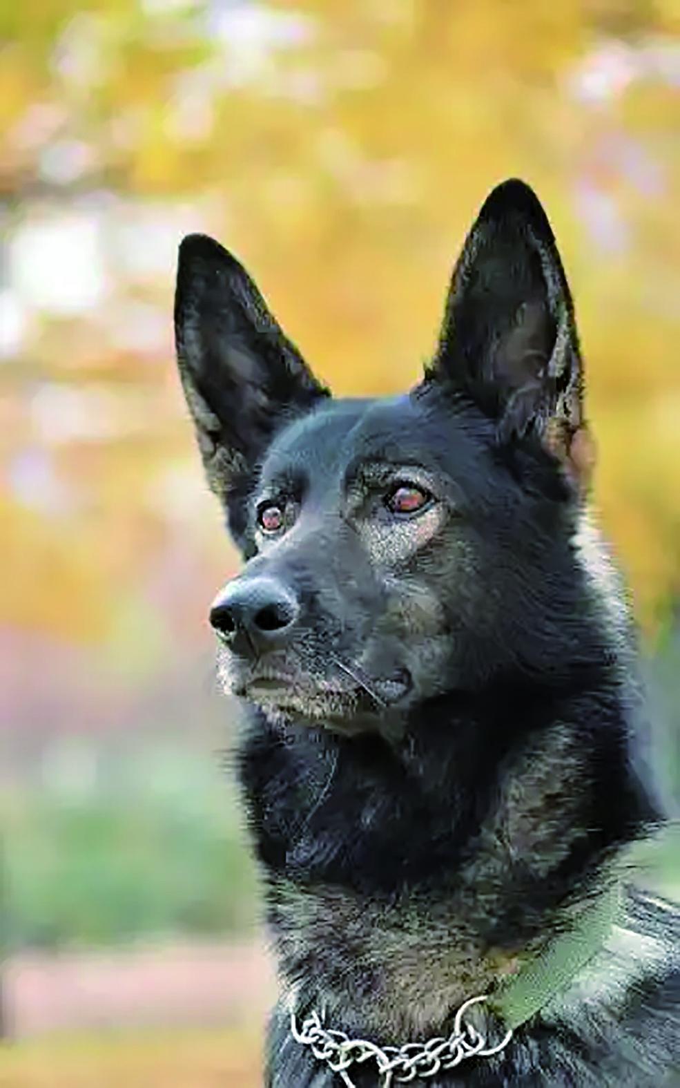 重庆警犬“黑狼” 成为中国警犬LOGO|警犬_新浪财经_新浪网