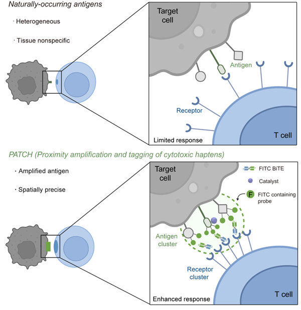 基于邻近标记的抗原扩增技术(PATCH)示意图