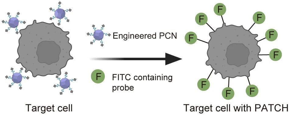 ▲ 工程化纳米酶催化人工抗原 FITC 实现靶细胞抗原扩增的示意图