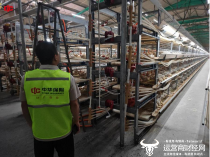 （中华财险沧州中支工作人员在规模化养鸡场内进行实地风险查勘。）