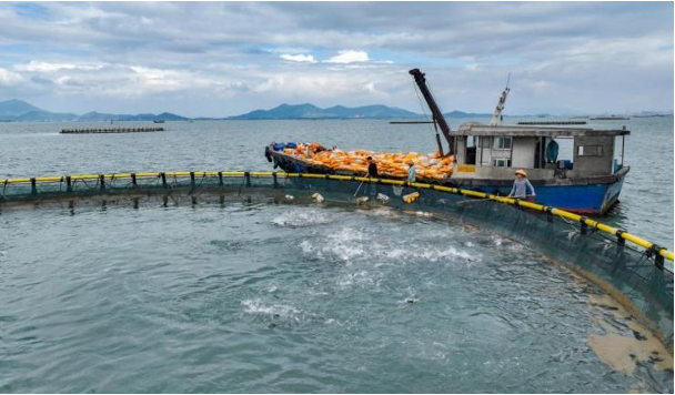图为中国银行通过“水产养殖贷”支持的鲳鱼养殖基地