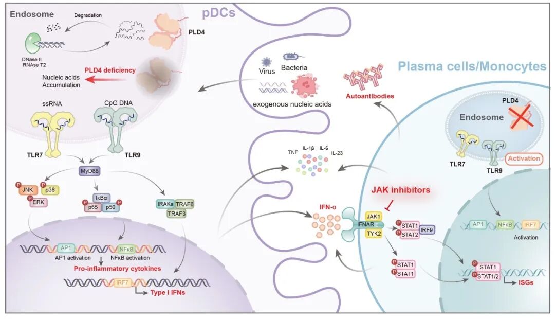 ▲ PLD4 缺失致使 pDCs、B 细胞持续活化 TLR7/9 信号通路，引发自身免疫