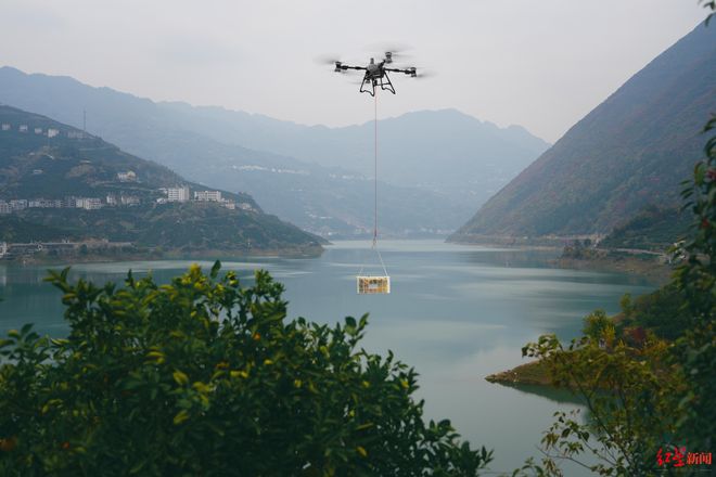 ▲农业无人机秭归脐橙吊运