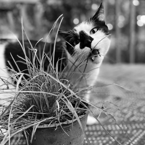 图片来源：NICOLE HUGHES