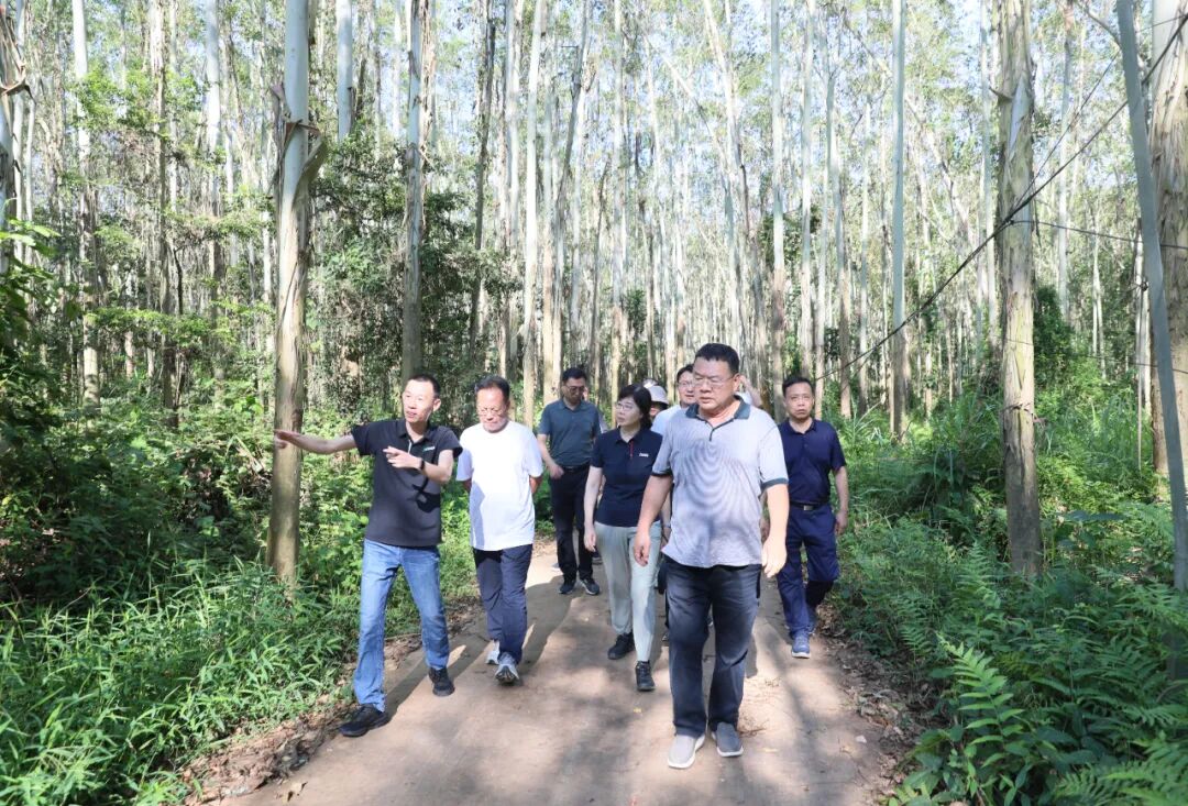 中国林业集团外部董事赴广东、福建开展林业产业高质量发展专题调研__财经头条