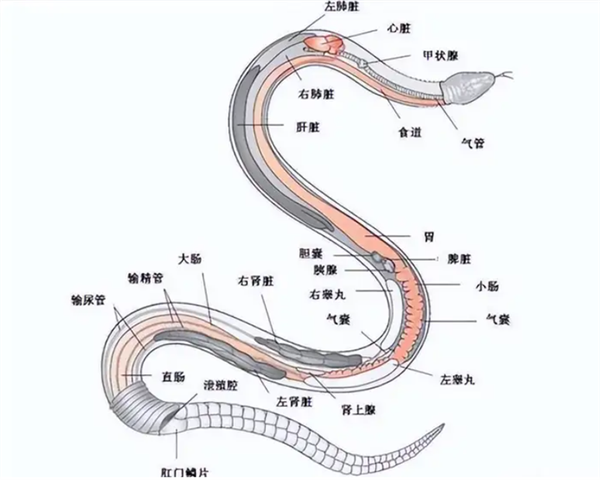 △ 这是蛇的经典结构,它们全身上下到处都是不好吃的内脏部分
