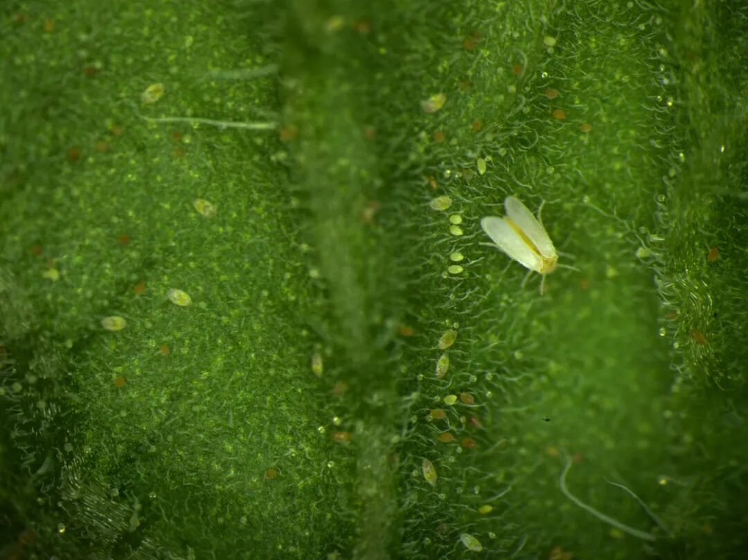 显微镜下的烟粉虱成虫