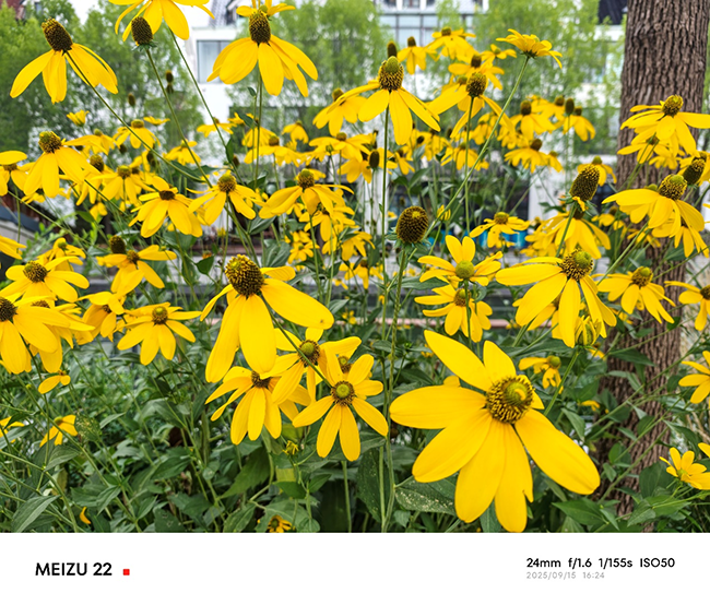 实际拍摄体验中，魅族22主摄在各种光线条件下都表现出色，色彩还原准确，HDR 处理也很自然。