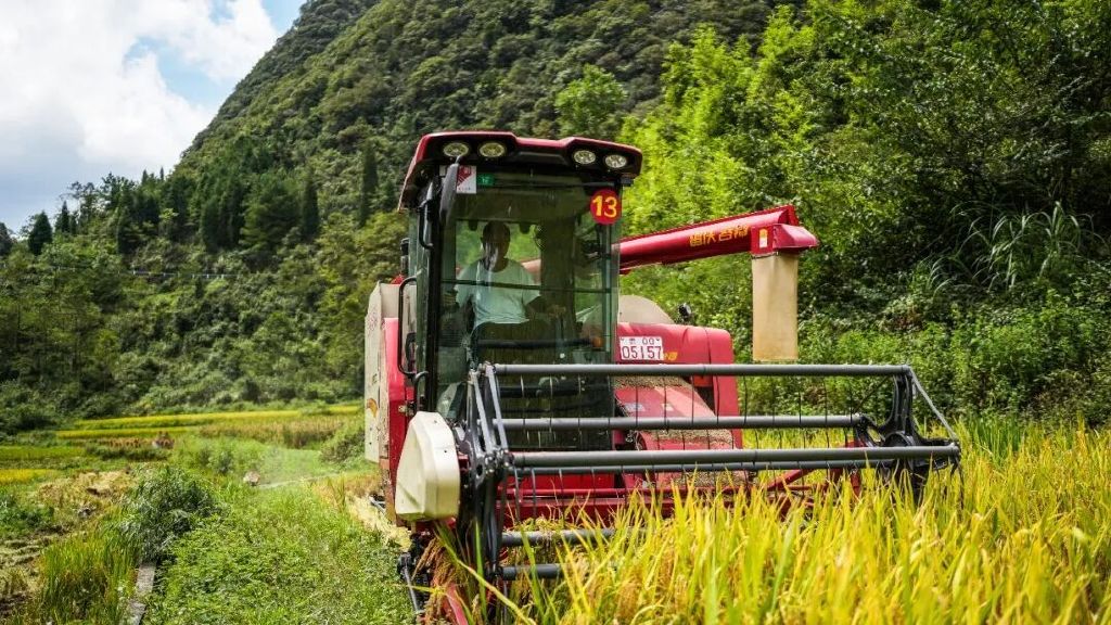 贵州省黔南布依族苗族自治州农户收割水稻。新华社记者 陶亮 摄