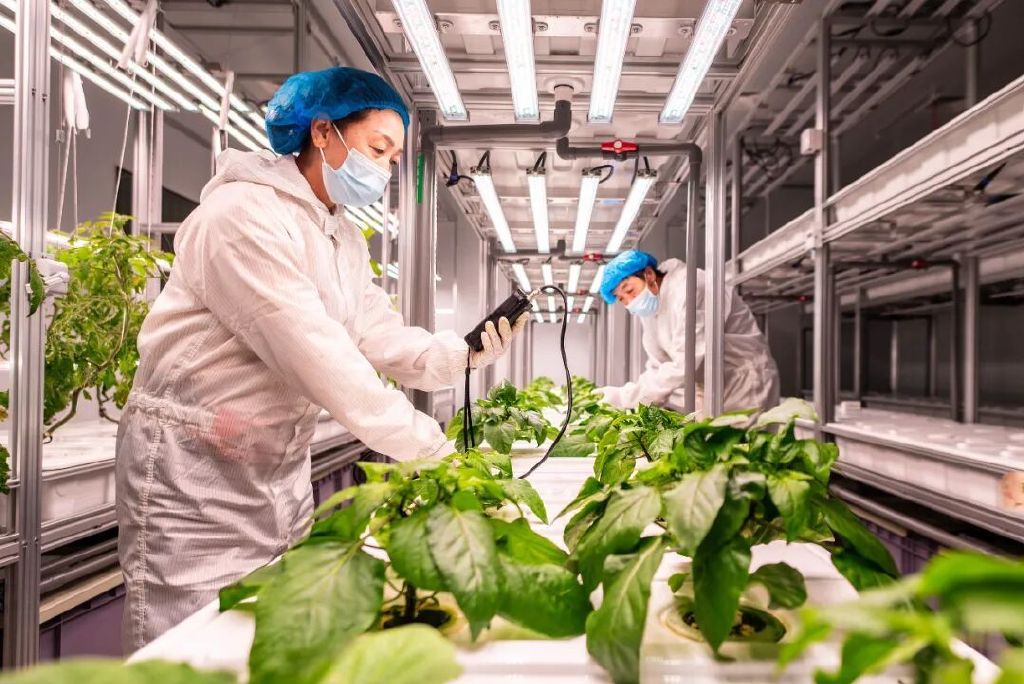 在内蒙古一家现代农业产业园数智植物工厂，工人在进行果蔬生产管理。图片来源：视觉中国