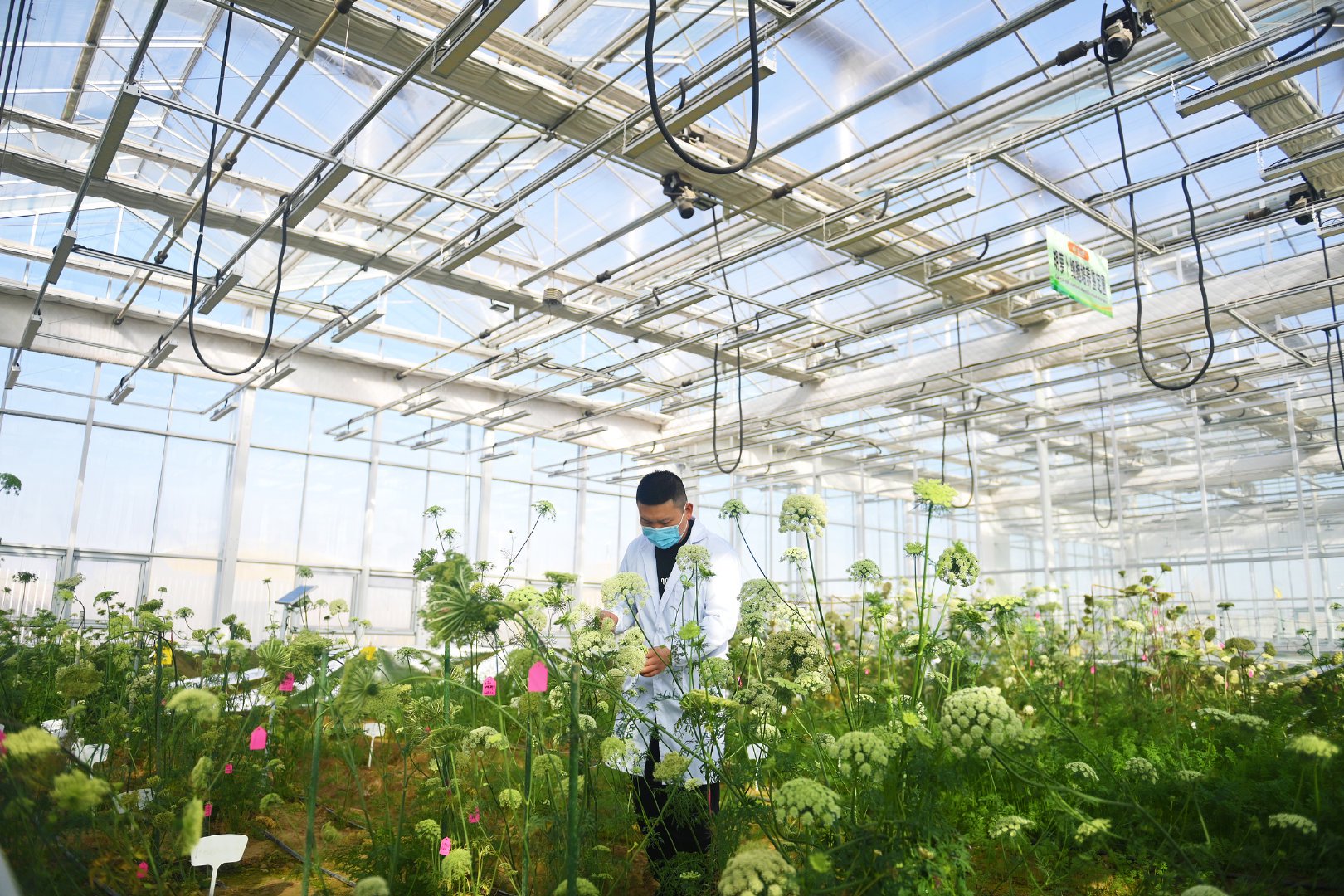 科研人员观察种子生长情况。图片来源：视觉中国