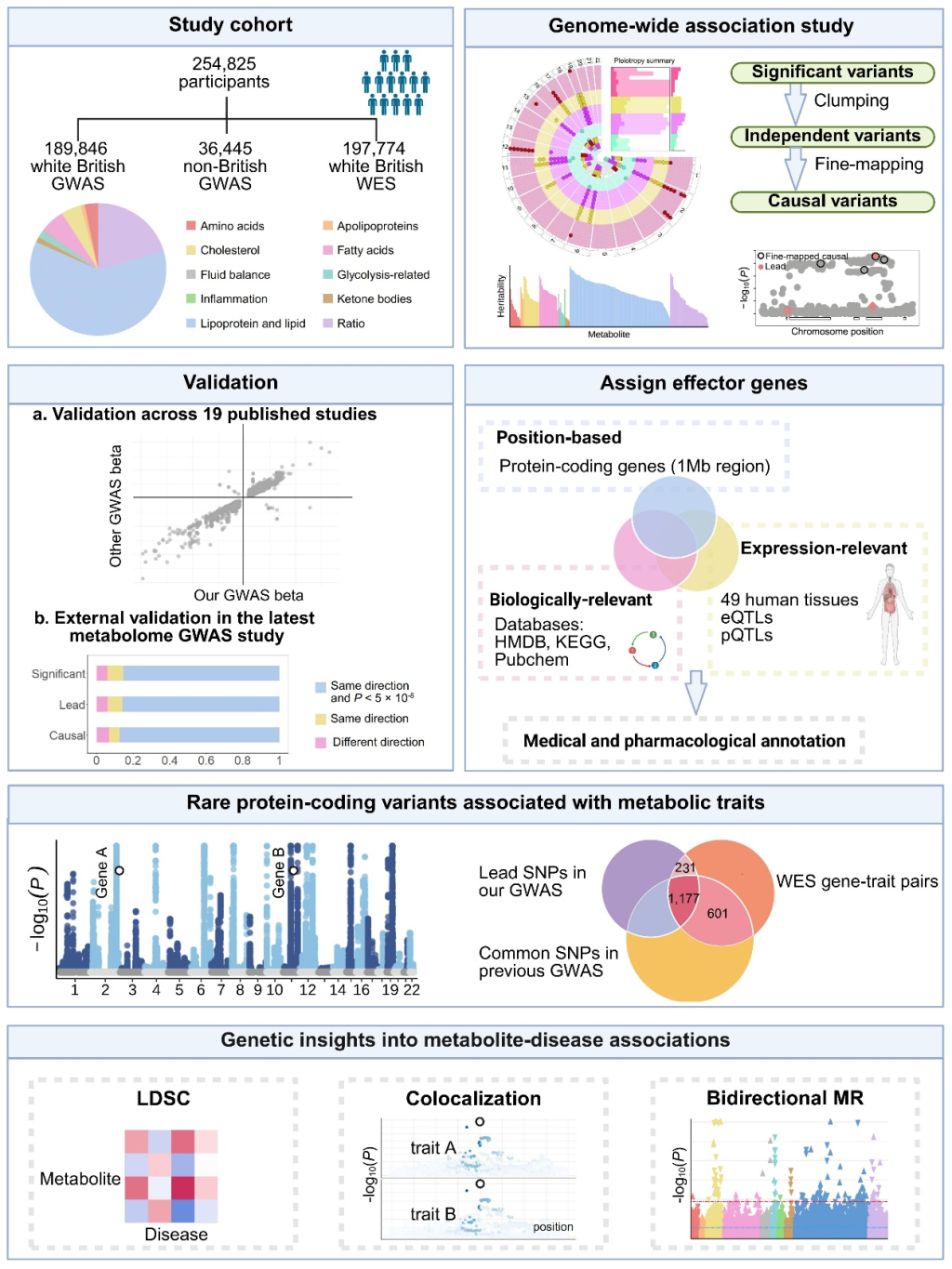 代谢物全基因组关联分析研究简介图