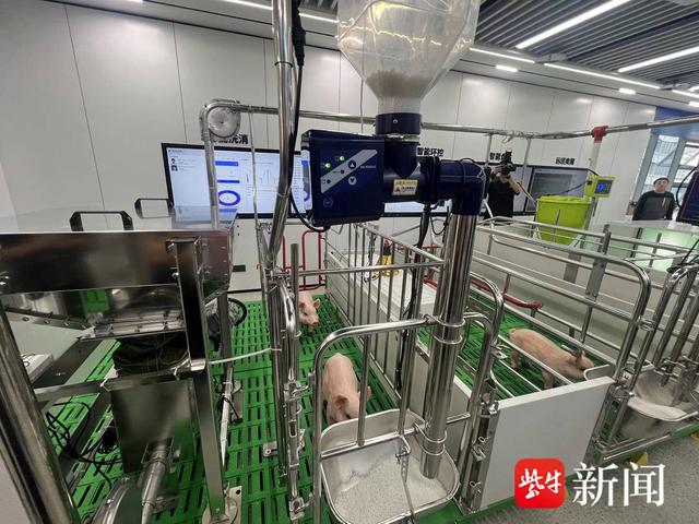 形象化展示猪饲料自动化投放。 薄云峰 摄