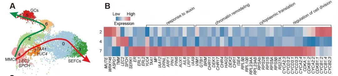 ▲ 气孔前体细胞的两条发育路径