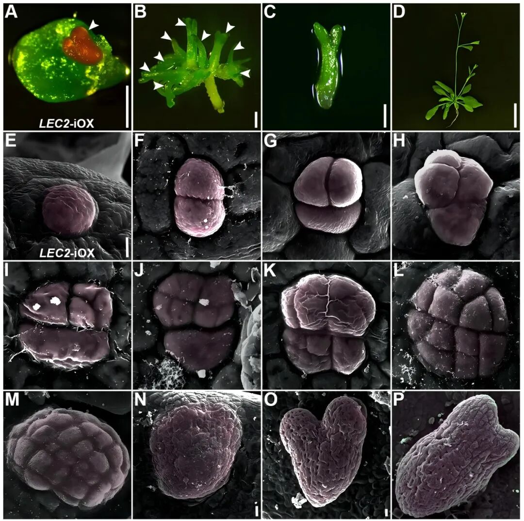 ▲ 体细胞胚来源于单个全能干细胞