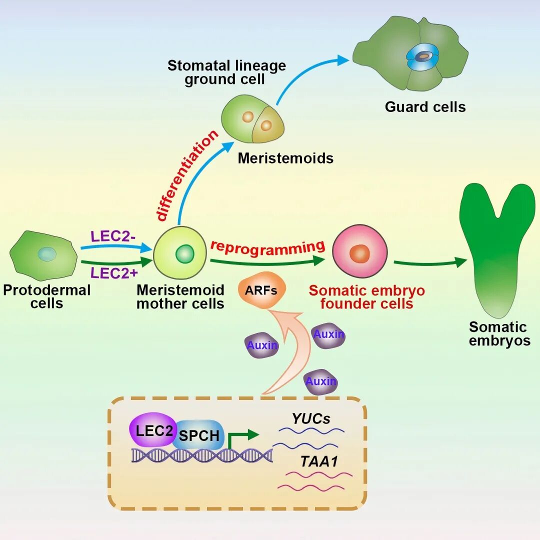 ▲ 模式图展示气孔前体细胞的两条发育路径